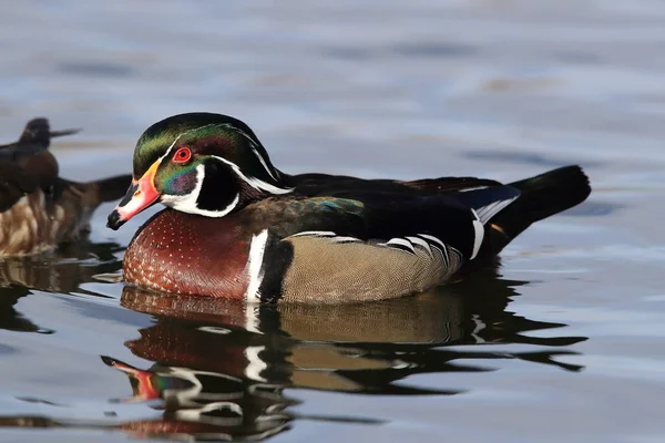 Wood Duck, Albuquerque New Mexico Usa — стокове фото