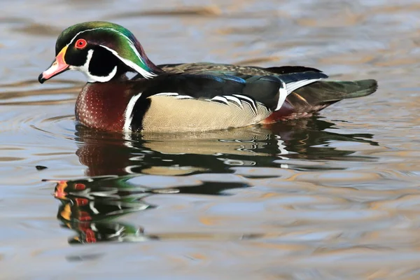 Wood Duck, Albuquerque New Mexico USA — Stockfoto