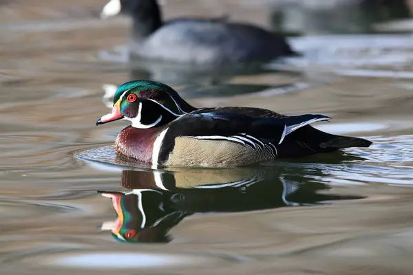Wood Duck, Albuquerque New Mexico Usa — стокове фото