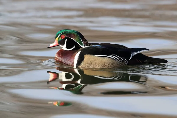 Wood Duck, Albuquerque Nouveau-Mexique Etats-Unis — Photo