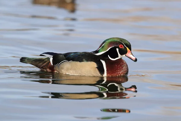 Pato de madera, Albuquerque Nuevo México EE.UU. — Foto de Stock