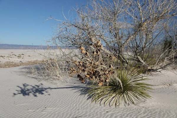 Weißer Sand Nationaldenkmal, New Mexico, Vereinigte Staaten — Stockfoto