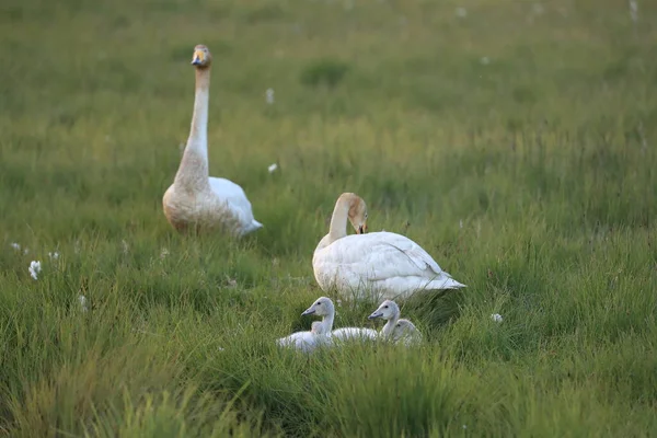 Whooper cisnes Islandia — Foto de Stock