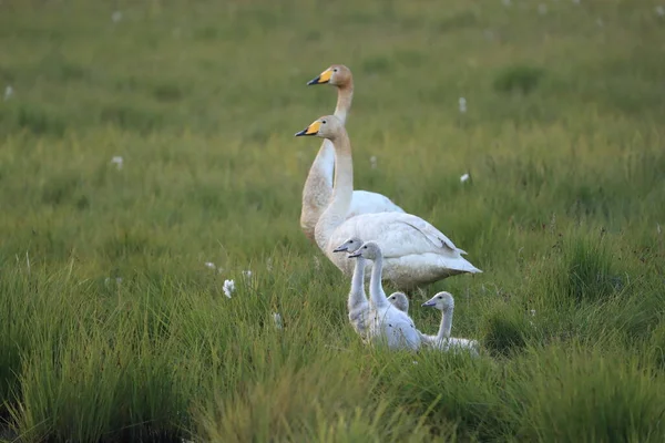 Whooper hattyúk Izland — Stock Fotó