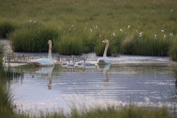 Whooper hattyúk Izland — Stock Fotó