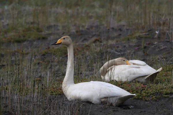 Łabędzie łabędzie Islandia — Zdjęcie stockowe