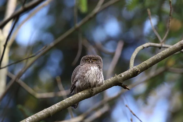 Eurasian pygmy owl (Glaucidium passerinum) Swabian Jura Germany — Stock Photo, Image