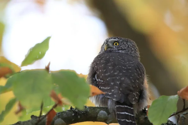 Eurasian pygmy owl-Swabian Jura,Swabian Alps,Baden-W��rttemberg, — стокове фото