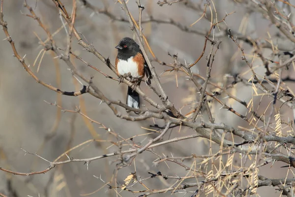 Spatřen towhee, Bosque del Apache National Wildlife Refuge, New — Stock fotografie