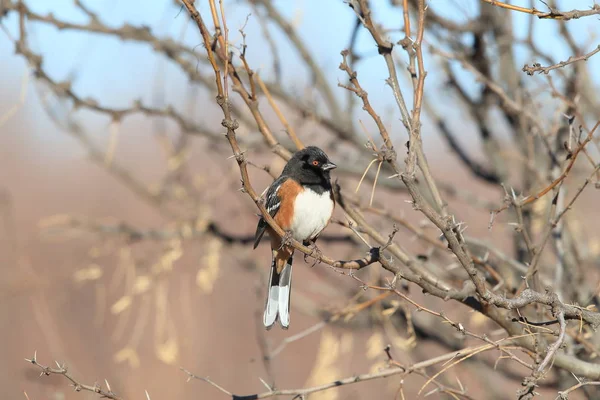 Spatřen towhee, Bosque del Apache National Wildlife Refuge, New — Stock fotografie