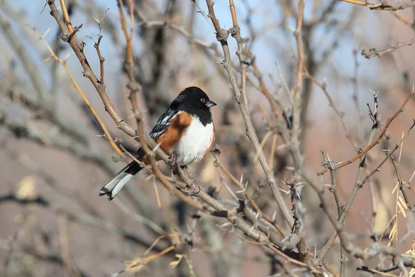 Spotted towhee, Bosque del Apache National Wildlife Refuge, New — Stock Photo, Image