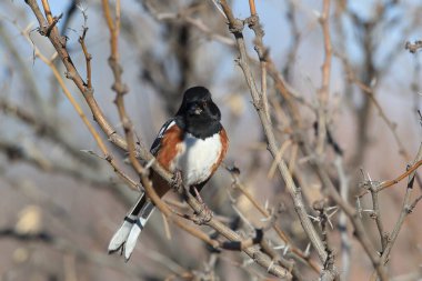 Spotted towhee, Bosque del Apache National Wildlife Refuge, New  clipart