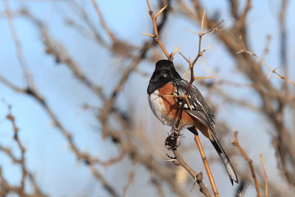 Spatřen towhee, Bosque del Apache National Wildlife Refuge, New — Stock fotografie