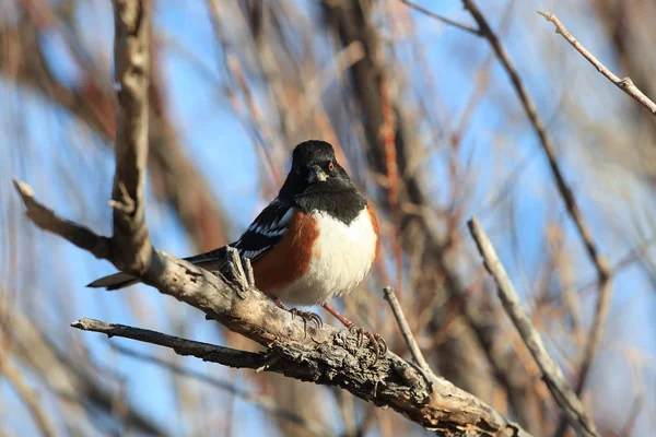 Spotted towhee, Bosque del Apache National Wildlife Refuge, New — Stock Photo, Image