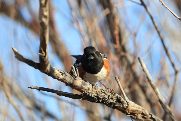 Spotted towhee, Bosque del Apache National Wildlife Refuge, New — Stock Photo, Image