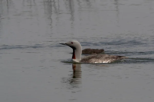 red-throated loon (North America) or red-throated diver, Iceland