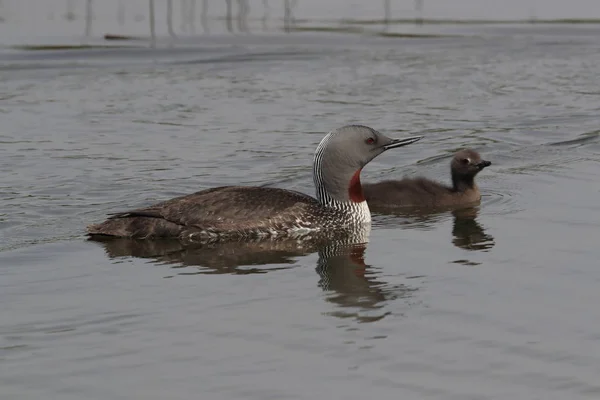 red-throated loon (North America) or red-throated diver, Iceland