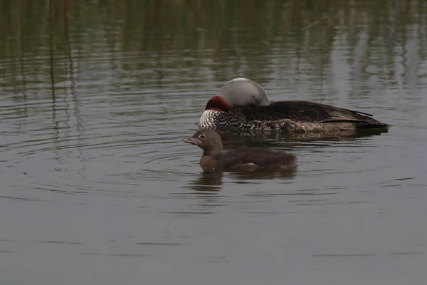 red-throated loon (North America) or red-throated diver, Iceland