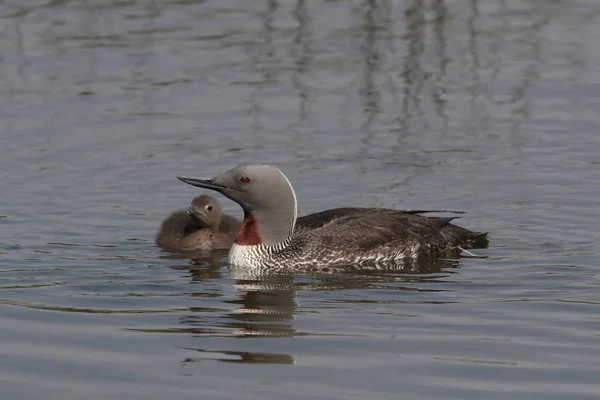 Red-throated loon (North America) or red-throated diver, Iceland — Stock Photo, Image
