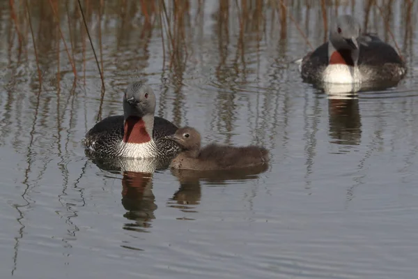 red-throated loon (North America) or red-throated diver, Iceland