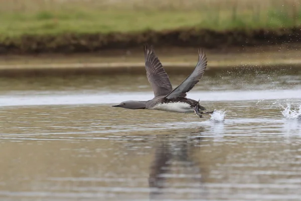 red-throated loon (North America) or red-throated diver, Iceland