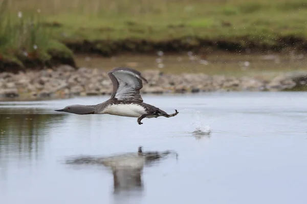 Loon de garganta vermelha (América do Norte) ou mergulhador de garganta vermelha, Islândia — Fotografia de Stock