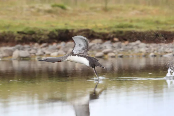 red-throated loon (North America) or red-throated diver, Iceland