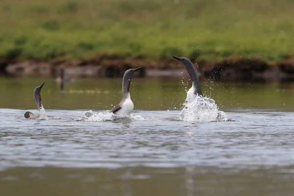 red-throated loon (North America) or red-throated diver, Iceland