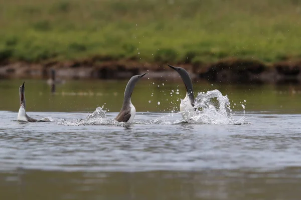 red-throated loon (North America) or red-throated diver, Iceland