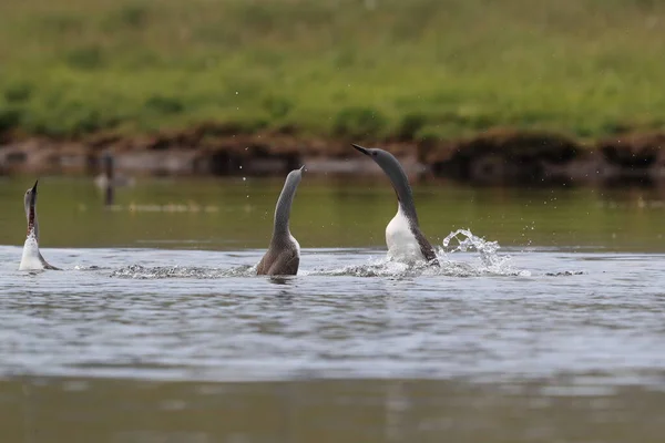 red-throated loon (North America) or red-throated diver, Iceland