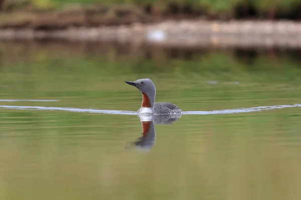 red-throated loon (North America) or red-throated diver, Iceland