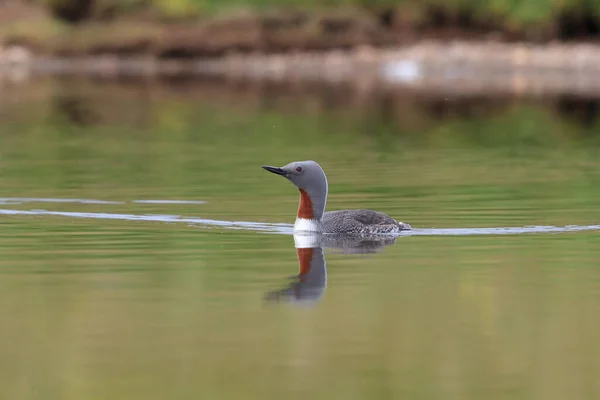 Red-throated loon (North America) or red-throated diver, Iceland — Stock Photo, Image