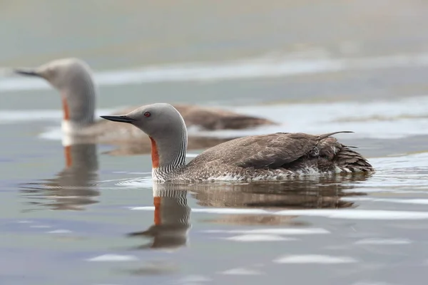 red-throated loon (North America) or red-throated diver, Iceland