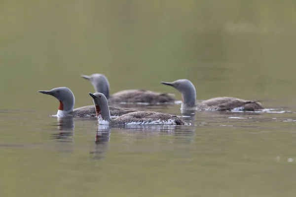 Red-throated loon (North America) or red-throated diver, Iceland — Stock Photo, Image