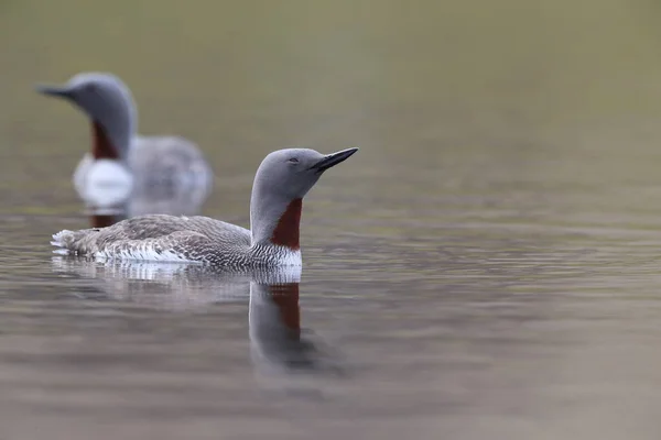 red-throated loon (North America) or red-throated diver, Iceland