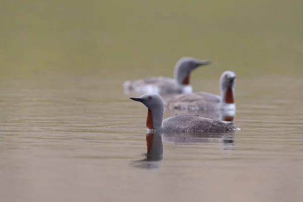 Red-throated loon (North America) or red-throated diver, Iceland — Stock Photo, Image