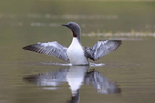 Red-throated loon (North America) or red-throated diver, Iceland — Stock Photo, Image