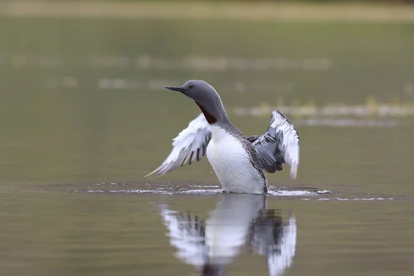 Red-throated loon (North America) or red-throated diver, Iceland — Stock Photo, Image