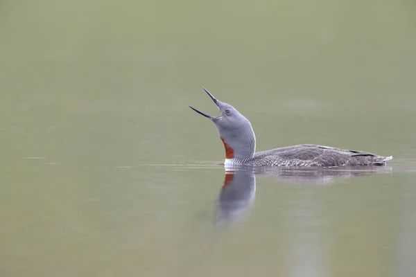 red-throated loon (North America) or red-throated diver, Iceland