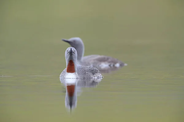 Red-throated loon (North America) or red-throated diver, Iceland — Stock Photo, Image