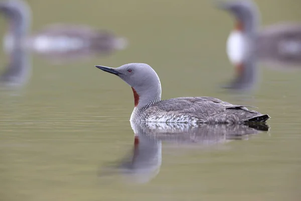 red-throated loon (North America) or red-throated diver, Iceland