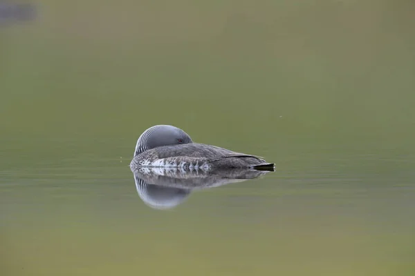 red-throated loon (North America) or red-throated diver, Iceland