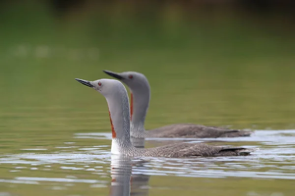 Red-throated loon (North America) or red-throated diver, Iceland — Stock Photo, Image