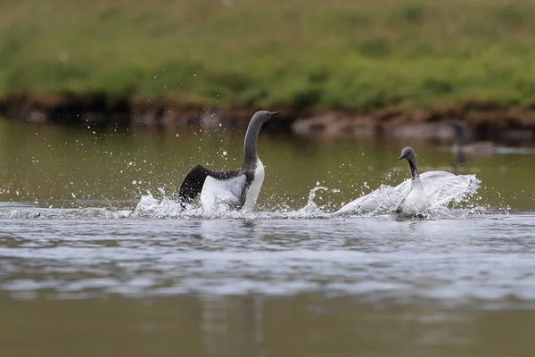 Loon de garganta vermelha (América do Norte) ou mergulhador de garganta vermelha, Islândia — Fotografia de Stock