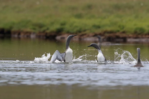 red-throated loon (North America) or red-throated diver, Iceland