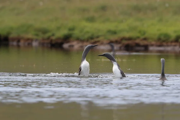 Loon de garganta vermelha (América do Norte) ou mergulhador de garganta vermelha, Islândia — Fotografia de Stock