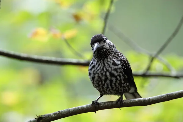 Quebra-nozes manchado, quebra-nozes eurasiático Floresta Negra Alemanha — Fotografia de Stock