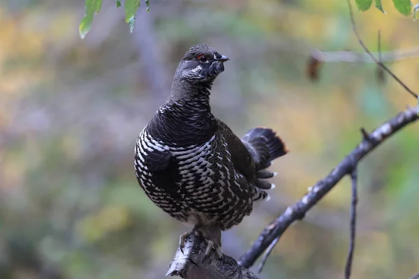 Spruce Grouse or Canada Grouse (Falcipennis canadensis), Alaska, — ストック写真