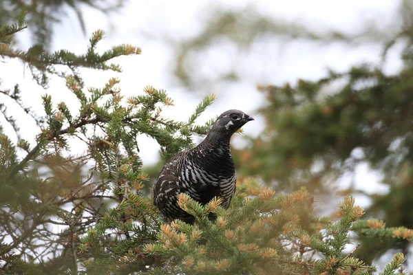 Auerhuhn oder Auerhuhn (falcipennis canadensis), Alaska, — Stockfoto