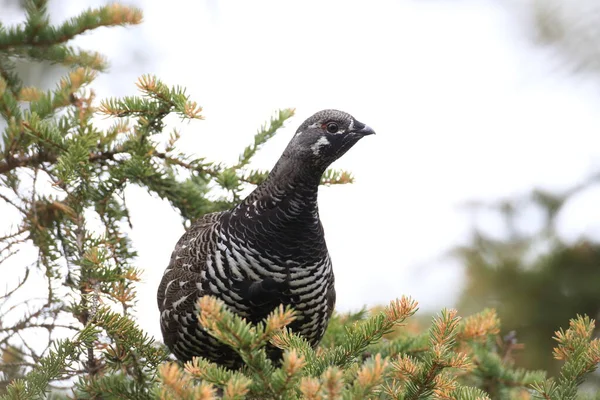 Spruce Grouse or Canada Grouse (Falcipennis canadensis), Alaska, — ストック写真